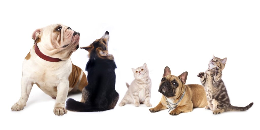 Group of dogs and cats looking up while sitting on a white studio background.