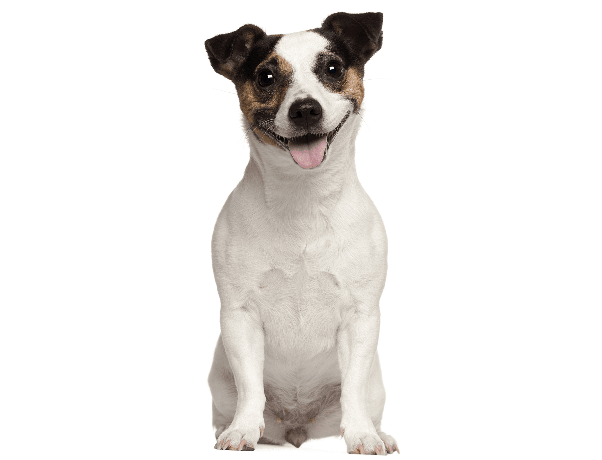 Jack Russell Terrier, three years old sitting on white background