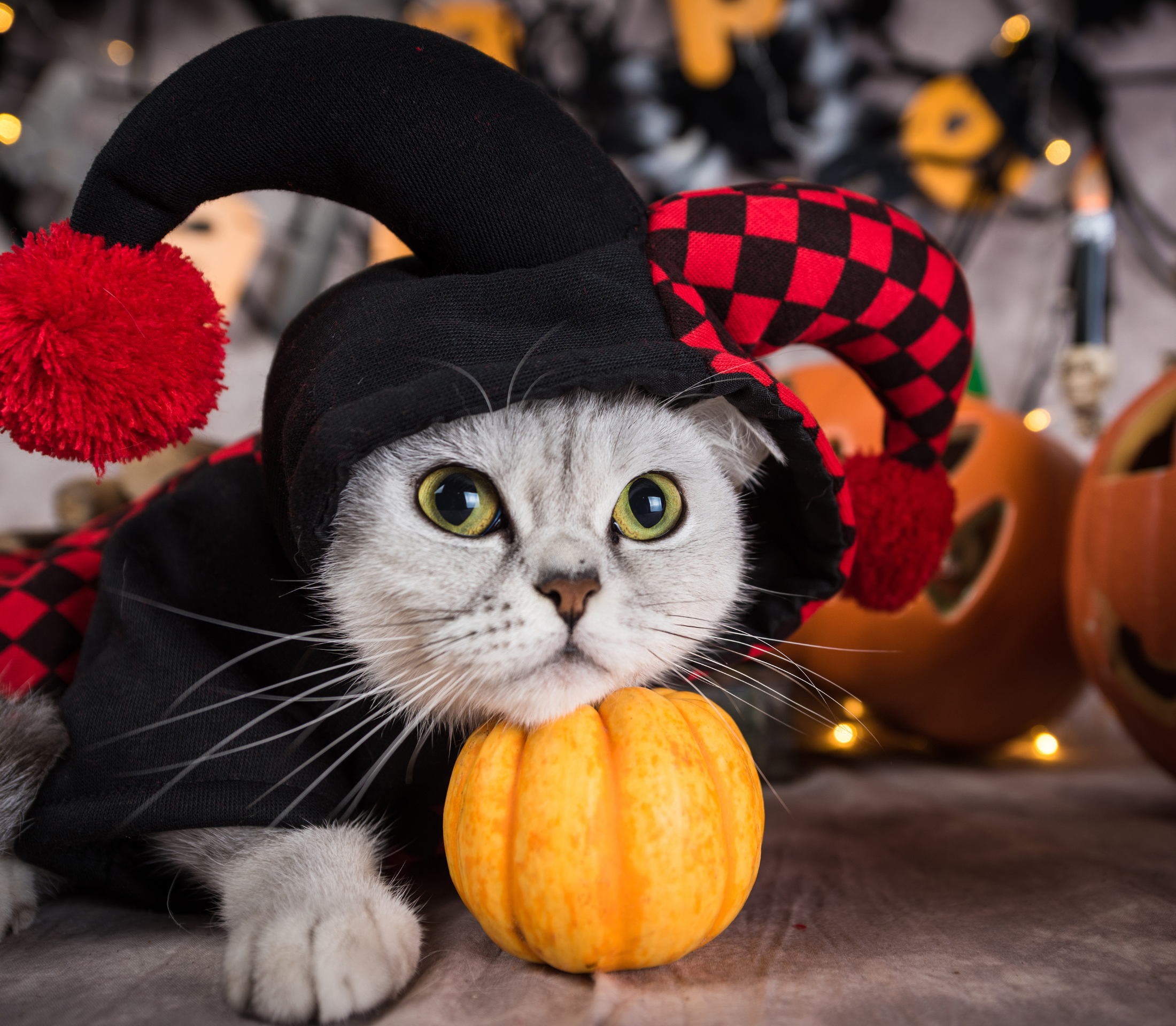 Kitten with joker hat costume and pumpkin