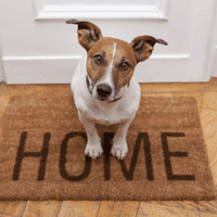 Brown head dog standing on a HOME rug