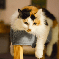 Calico cat on a gray chair