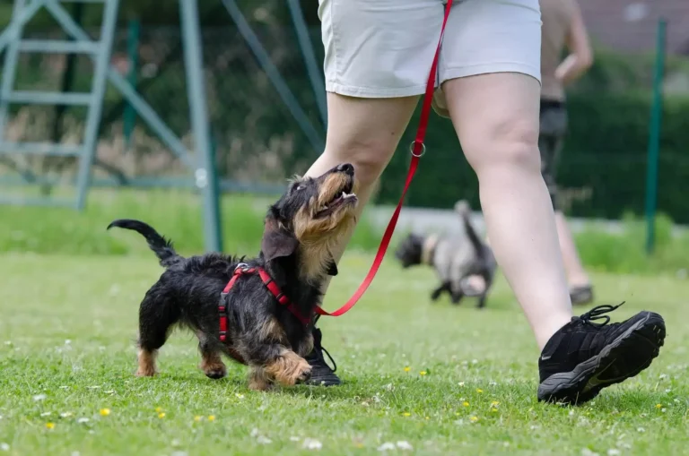 Tips For Taking Fido To The Park